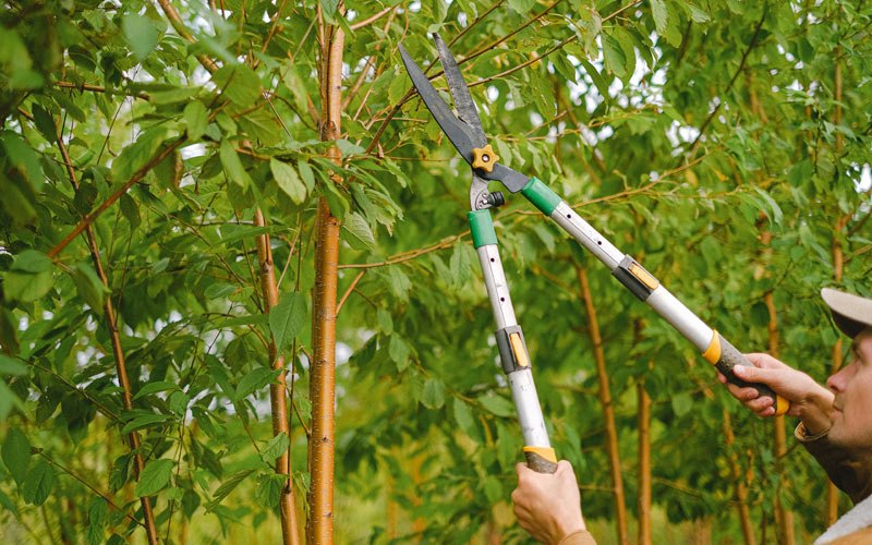 Tree trimming in Blue Springs, NE
